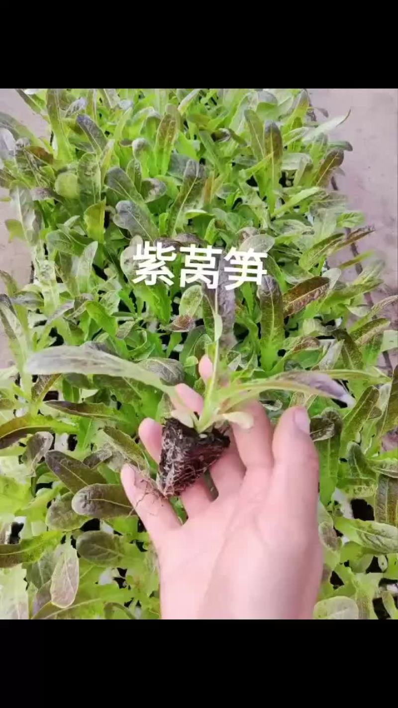 红叶莴笋苗绿叶莴笋苗大量现货，量大从优