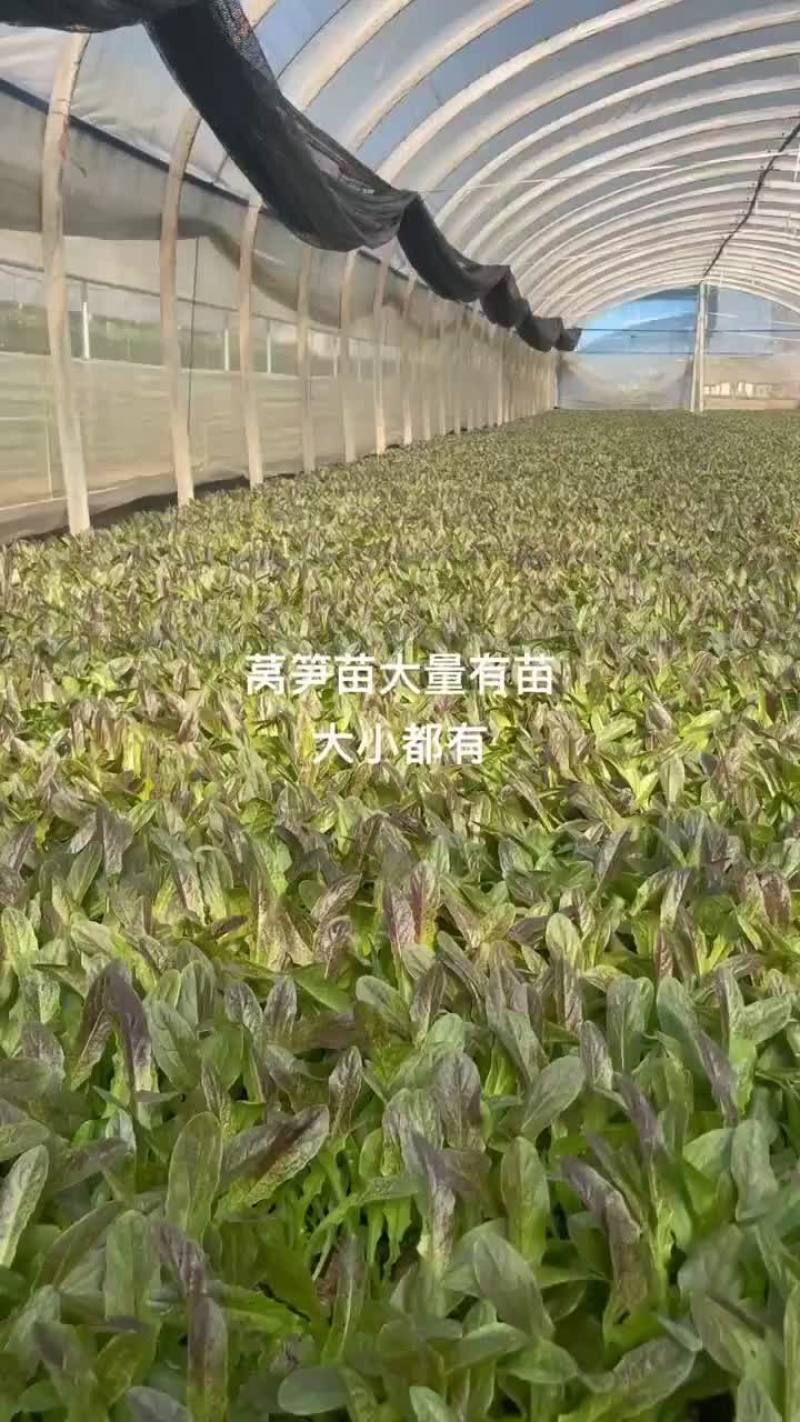 红叶莴笋苗绿叶莴笋苗大量现货，量大从优