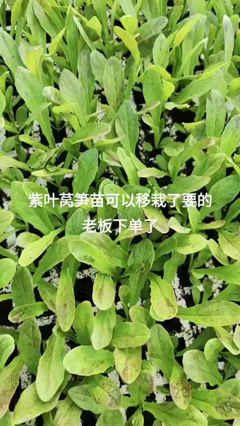 红叶莴笋苗绿叶莴笋苗大量现货，量大从优