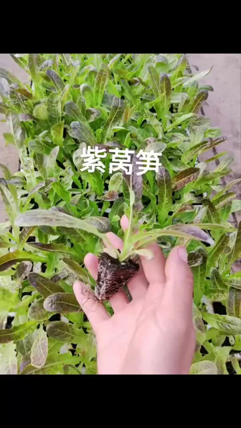 红叶莴笋苗绿叶莴笋苗大量现货，量大从优
