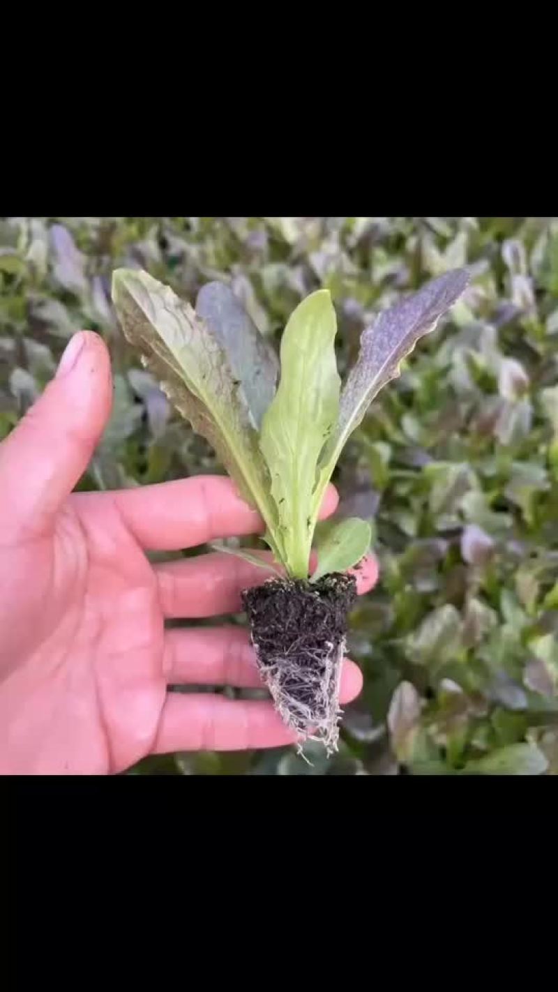 红叶莴笋苗绿叶莴笋苗大量现货，量大从优