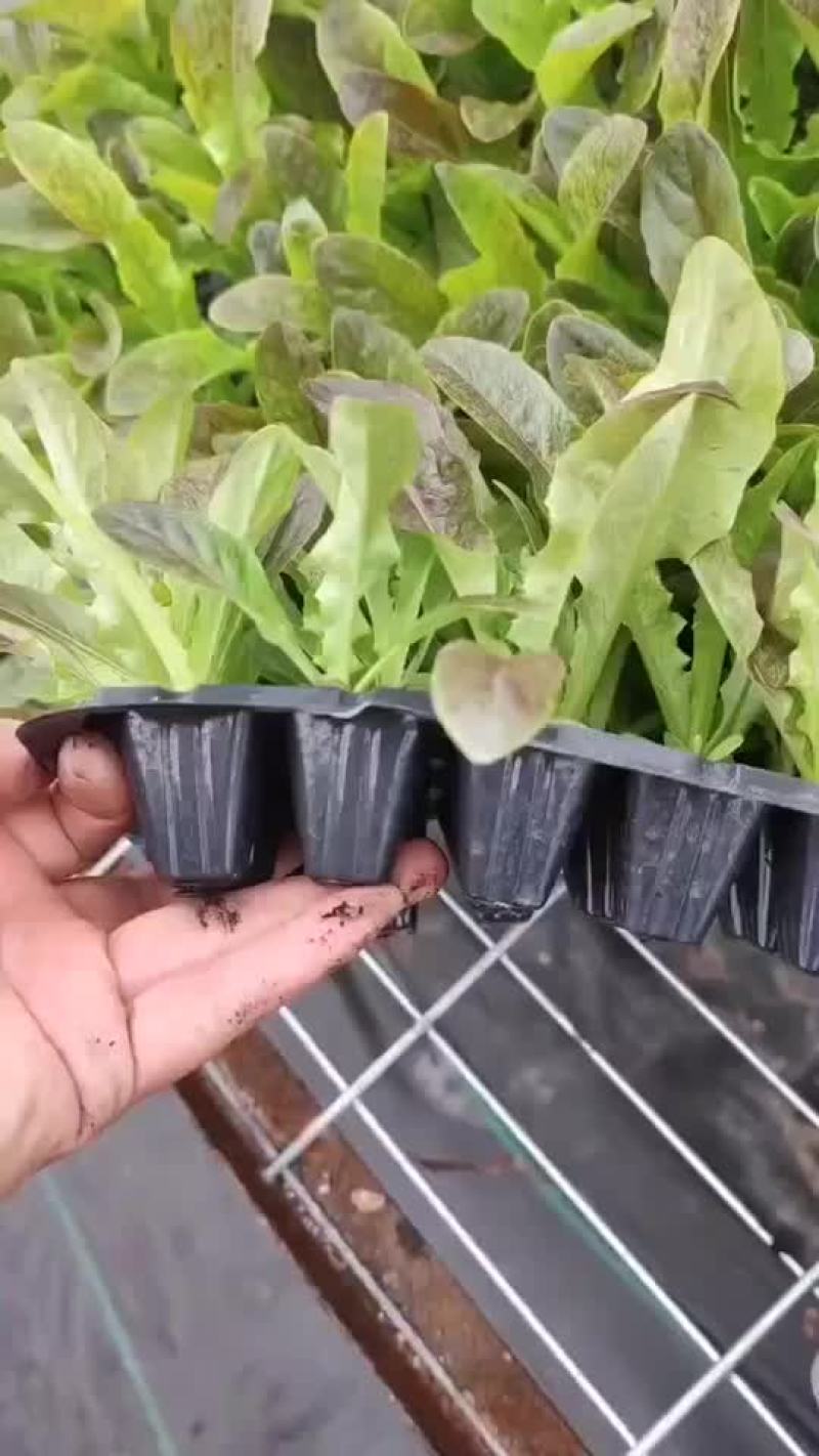 红叶莴笋苗绿叶莴笋苗大量现货，量大从优