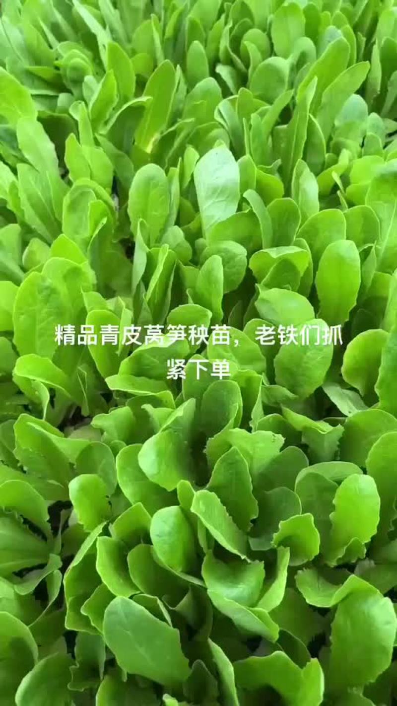 红叶莴笋苗绿叶莴笋苗大量现货，量大从优