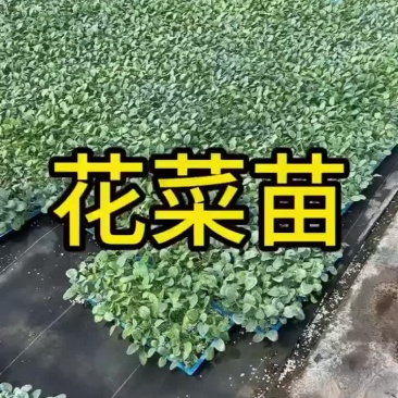 有机花菜苗青梗散花松花苗甘蓝苗西兰花苗白菜苗大量现货
