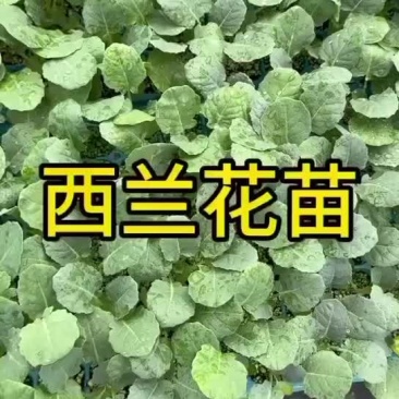 耐寒优秀西兰花苗大量现货