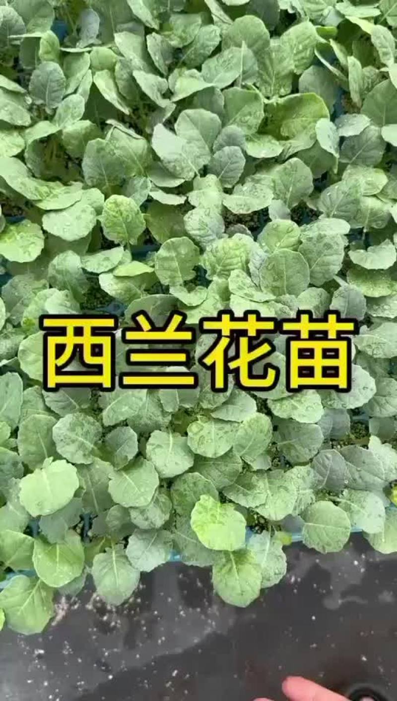 耐寒优秀西兰花苗大量现货
