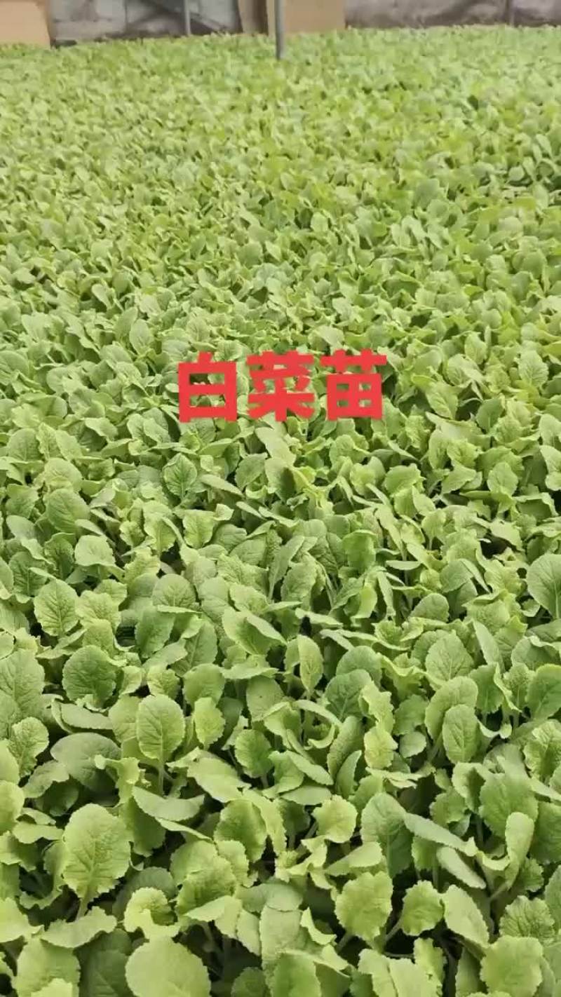 耐寒优秀西兰花苗大量现货