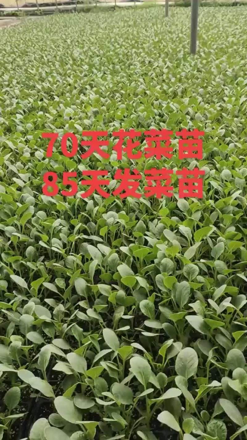 耐寒优秀西兰花苗大量现货