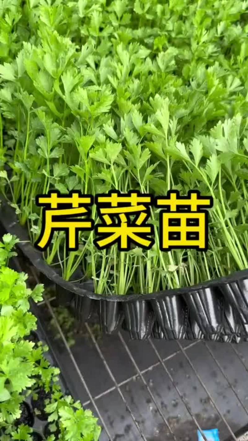 耐寒优秀西兰花苗大量现货