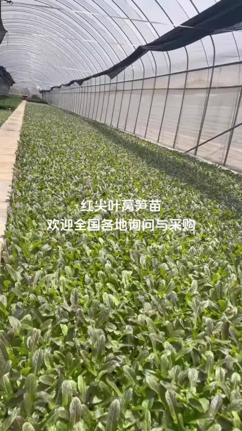 耐寒优秀西兰花苗大量现货