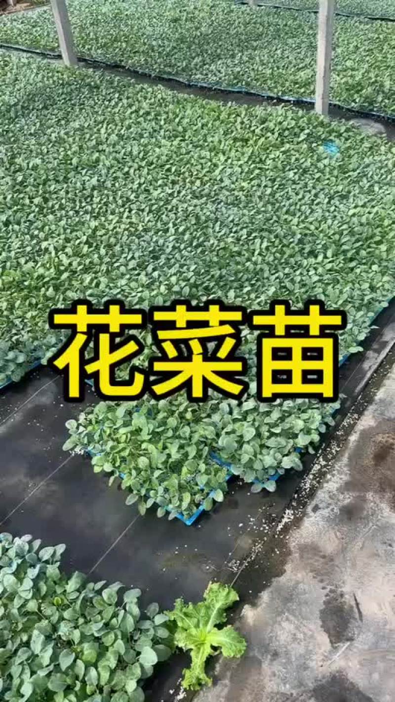 耐寒优秀西兰花苗大量现货