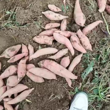 西瓜红大量有货，2两到8两9毛一斤，果型好，均匀，。