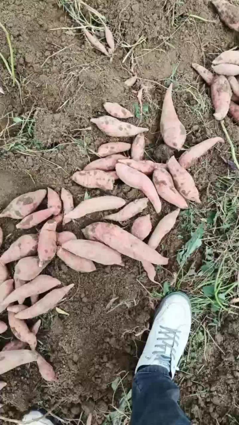 西瓜红大量有货，2两到8两9毛一斤，果型好，均匀，。