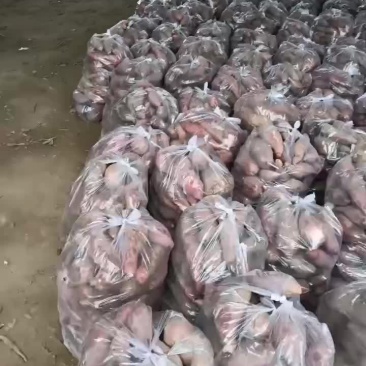 板栗红薯大量有货要的老板联系
