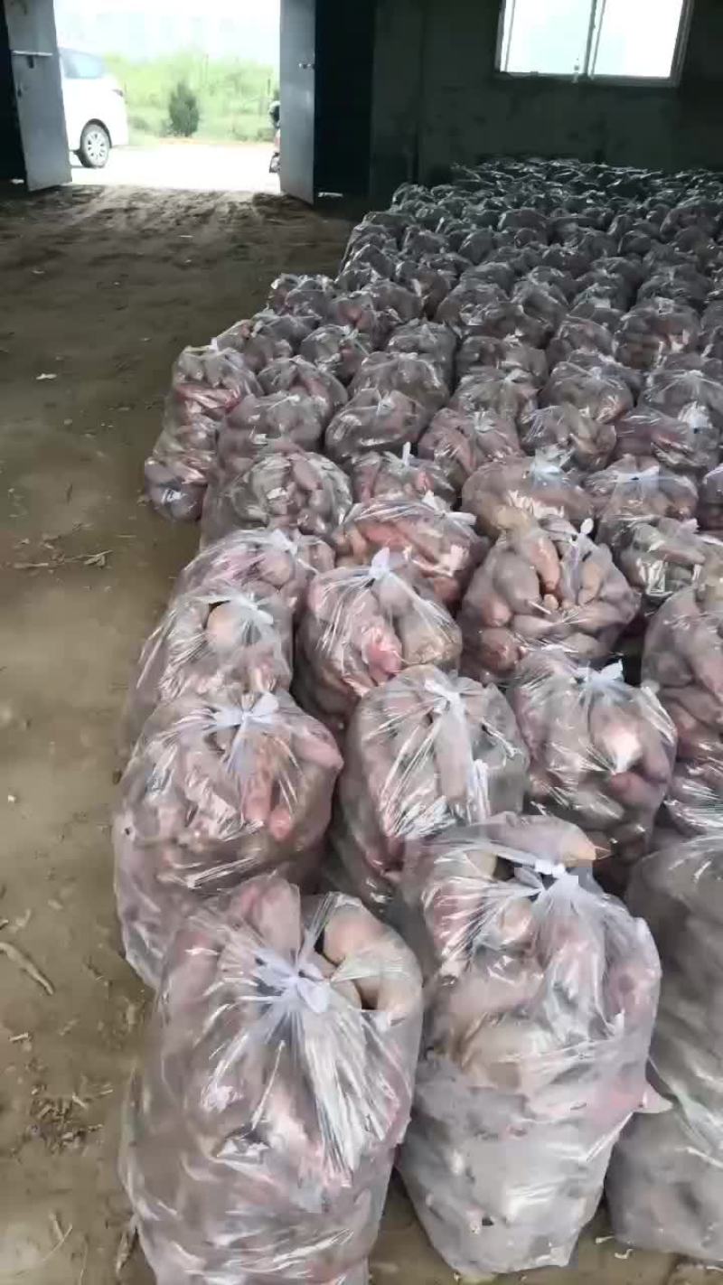 板栗红薯大量有货要的老板联系