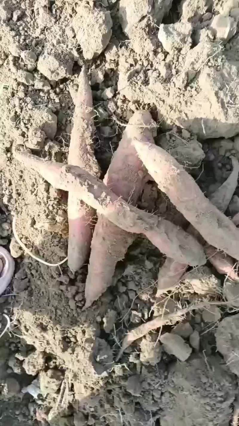 板栗红薯大量有货要的老板联系