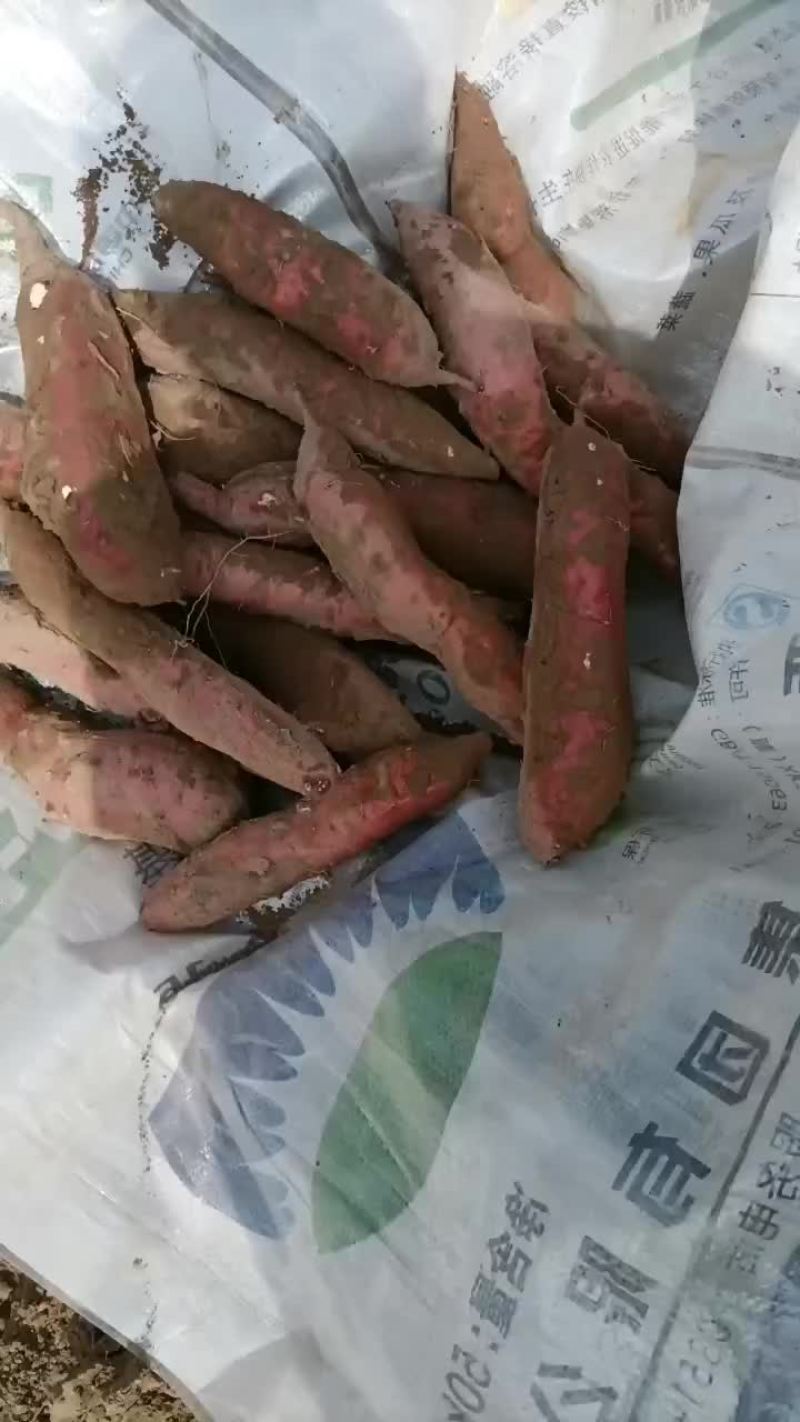 板栗红薯大量有货要的老板联系