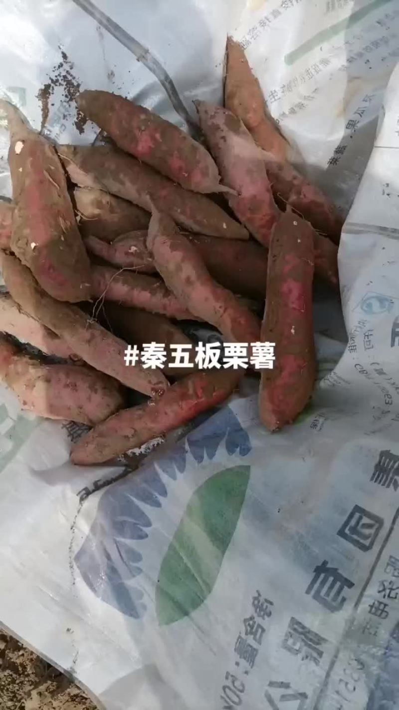 板栗红薯大量有货要的老板联系