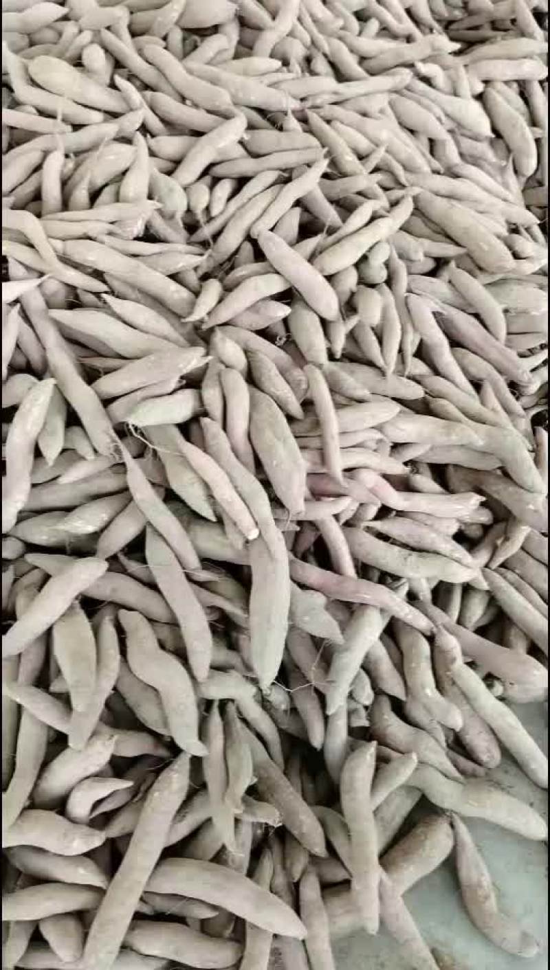 板栗红薯大量有货要的老板联系