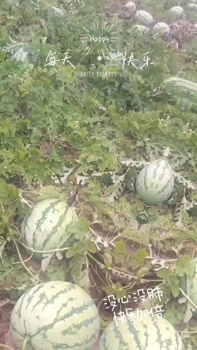 西瓜