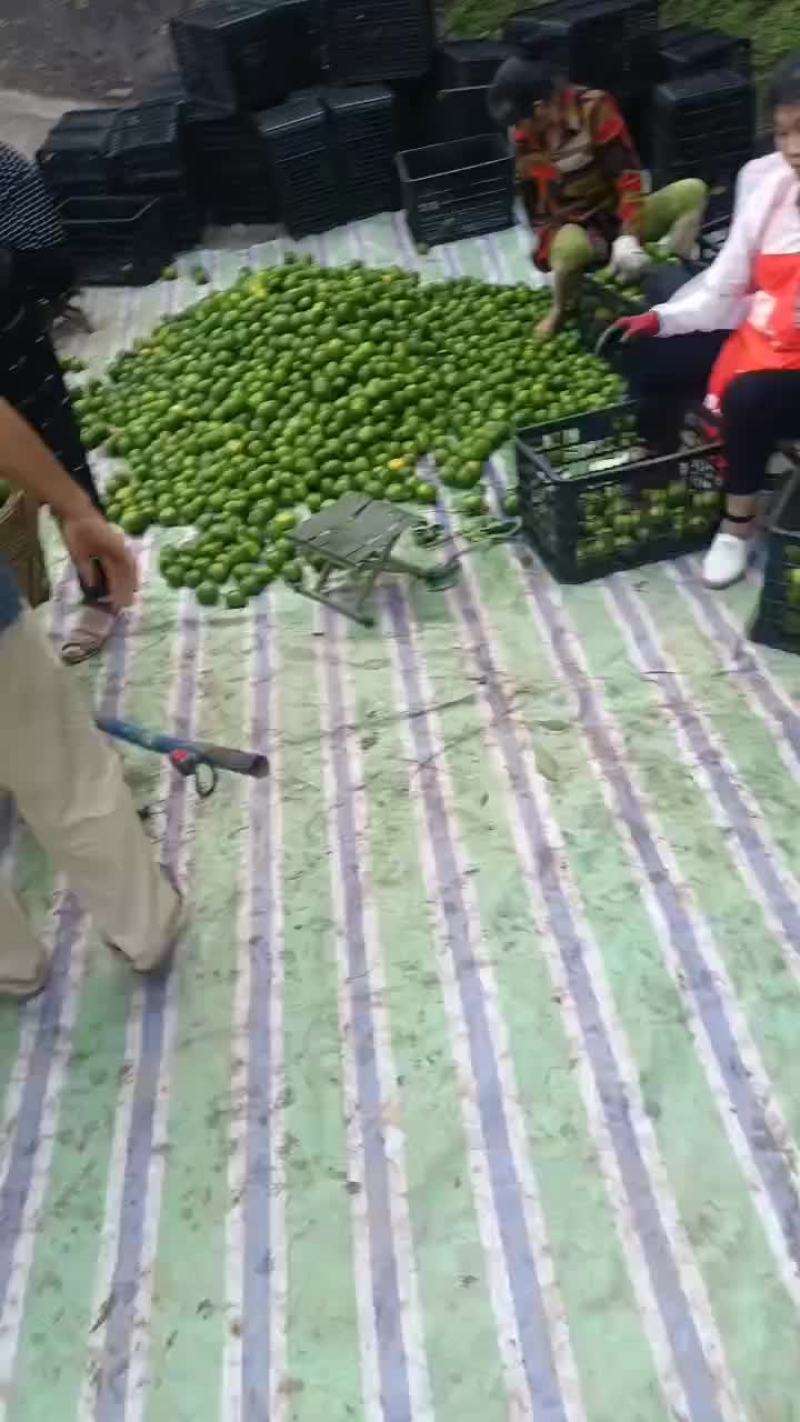 四川特早，味道咪咪甜，高科技