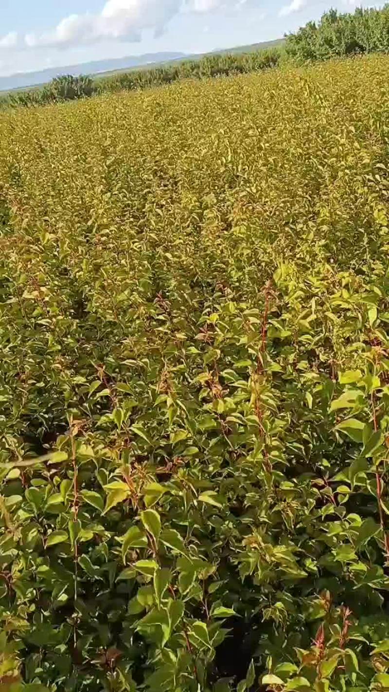 山杏
