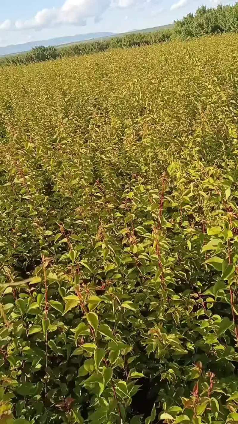 山杏