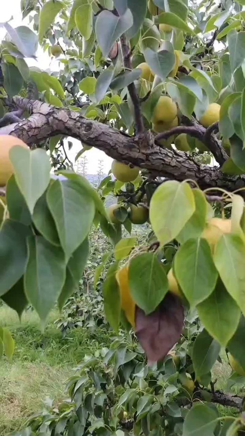 北镇山坡南果梨