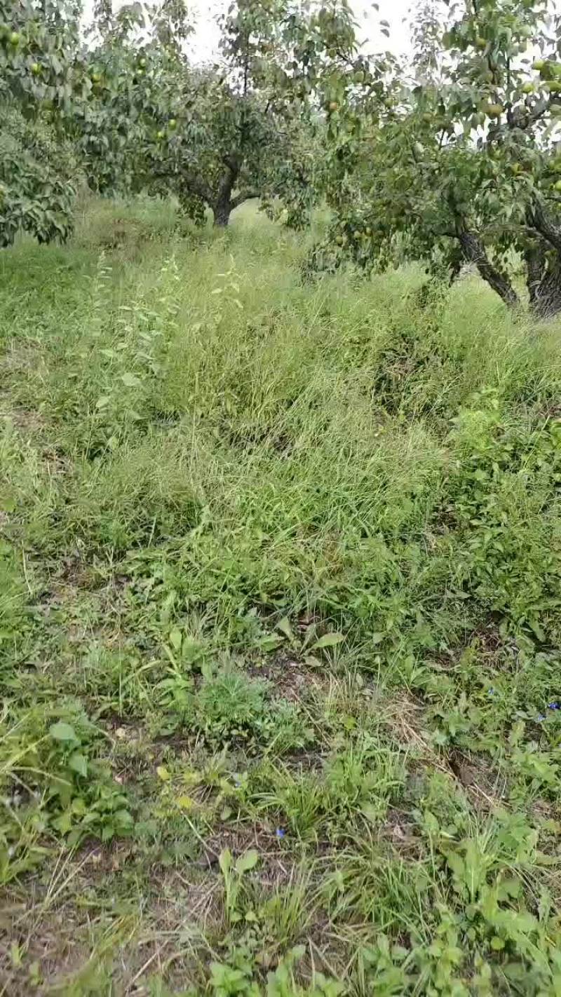 北镇山坡南果梨
