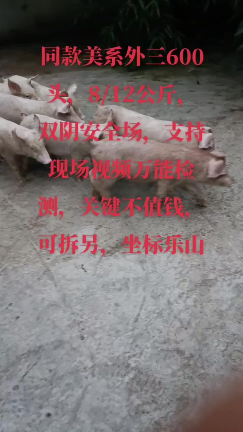 三元商品仔猪