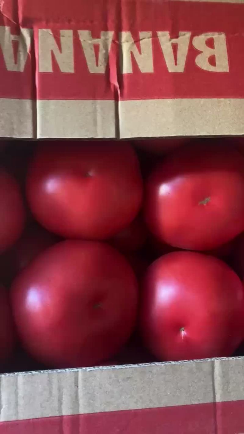 硬粉柿子