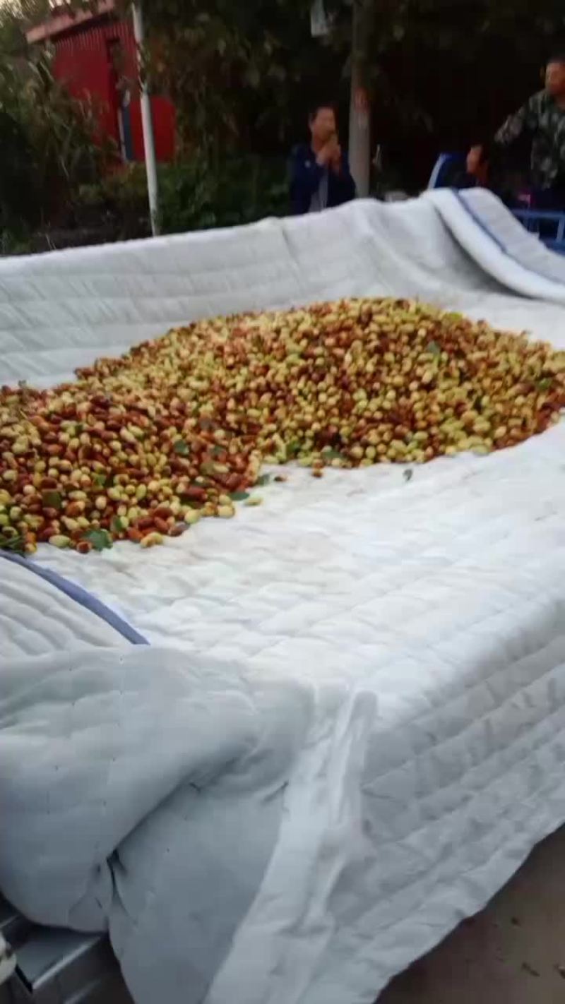 自然成熟的大枣，山坡地红粘土地口感脆甜