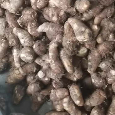 山东牛奶芋头一件代发