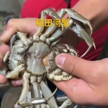 稻田河蟹