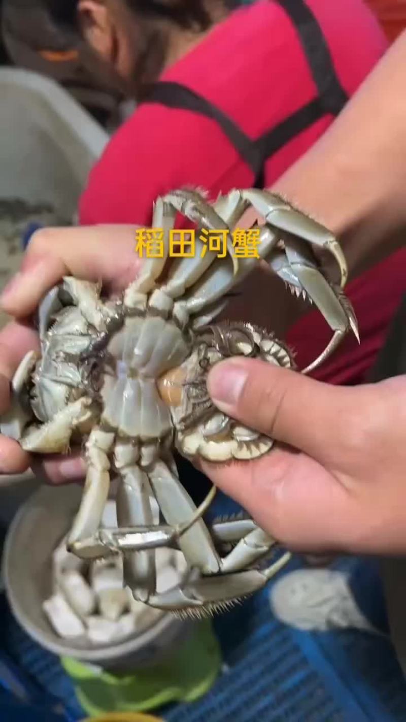 稻田河蟹