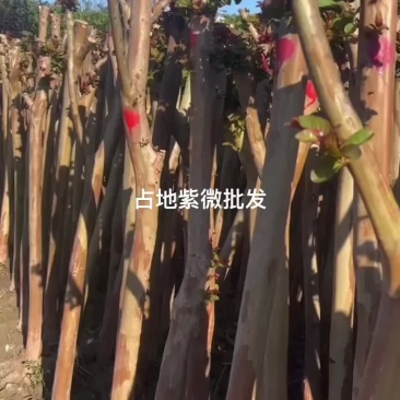 大量出售占地紫微
