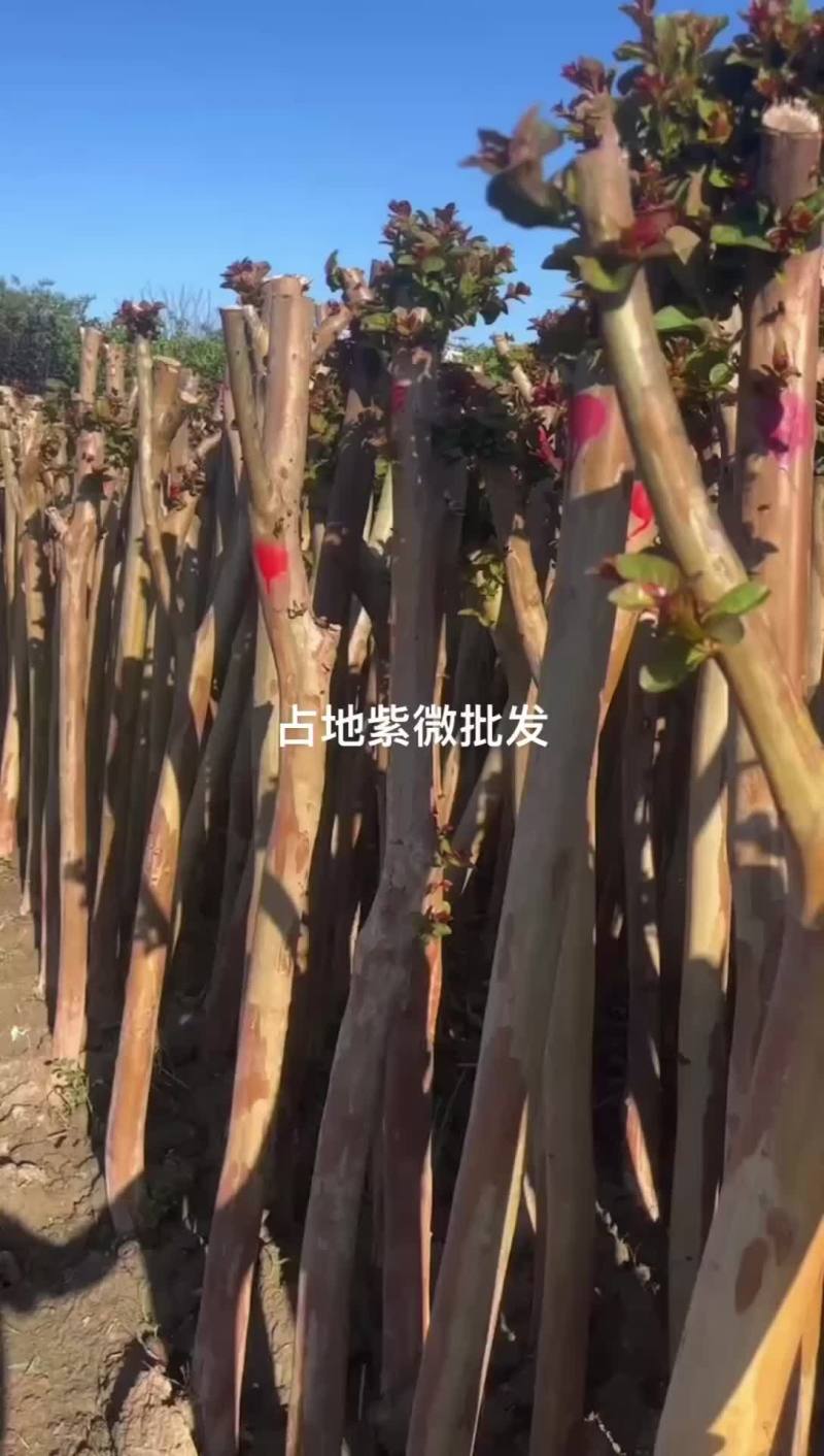 大量出售占地紫微