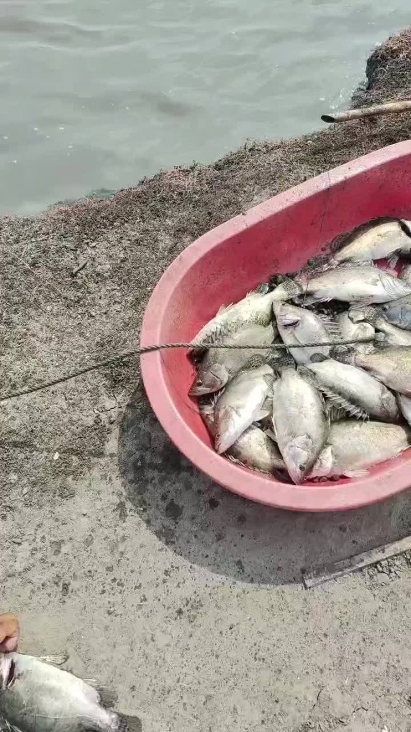 桂花鱼鳜鱼活鱼养殖的有需要联系我货在扬州高邮塘口价，