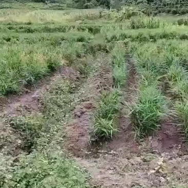 生姜5块钱1kg。