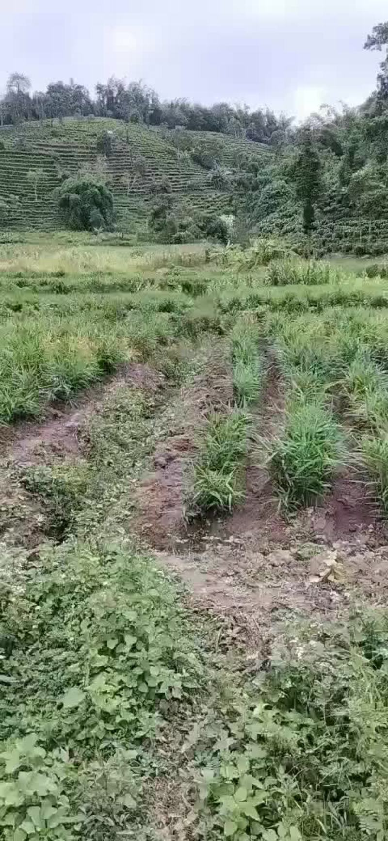 生姜5块钱1kg。