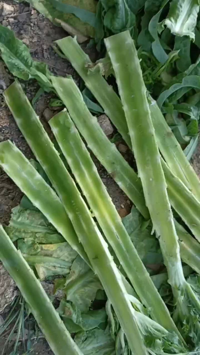 莴笋杆大量有货