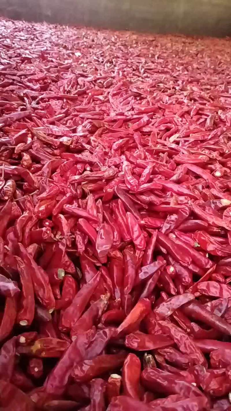 干辣椒开始出售了，欢迎老板前来选购