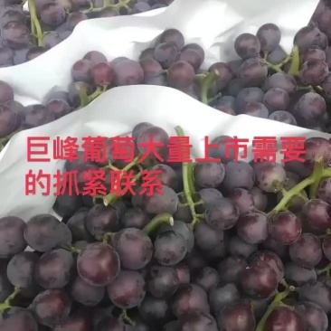 巨峰葡萄