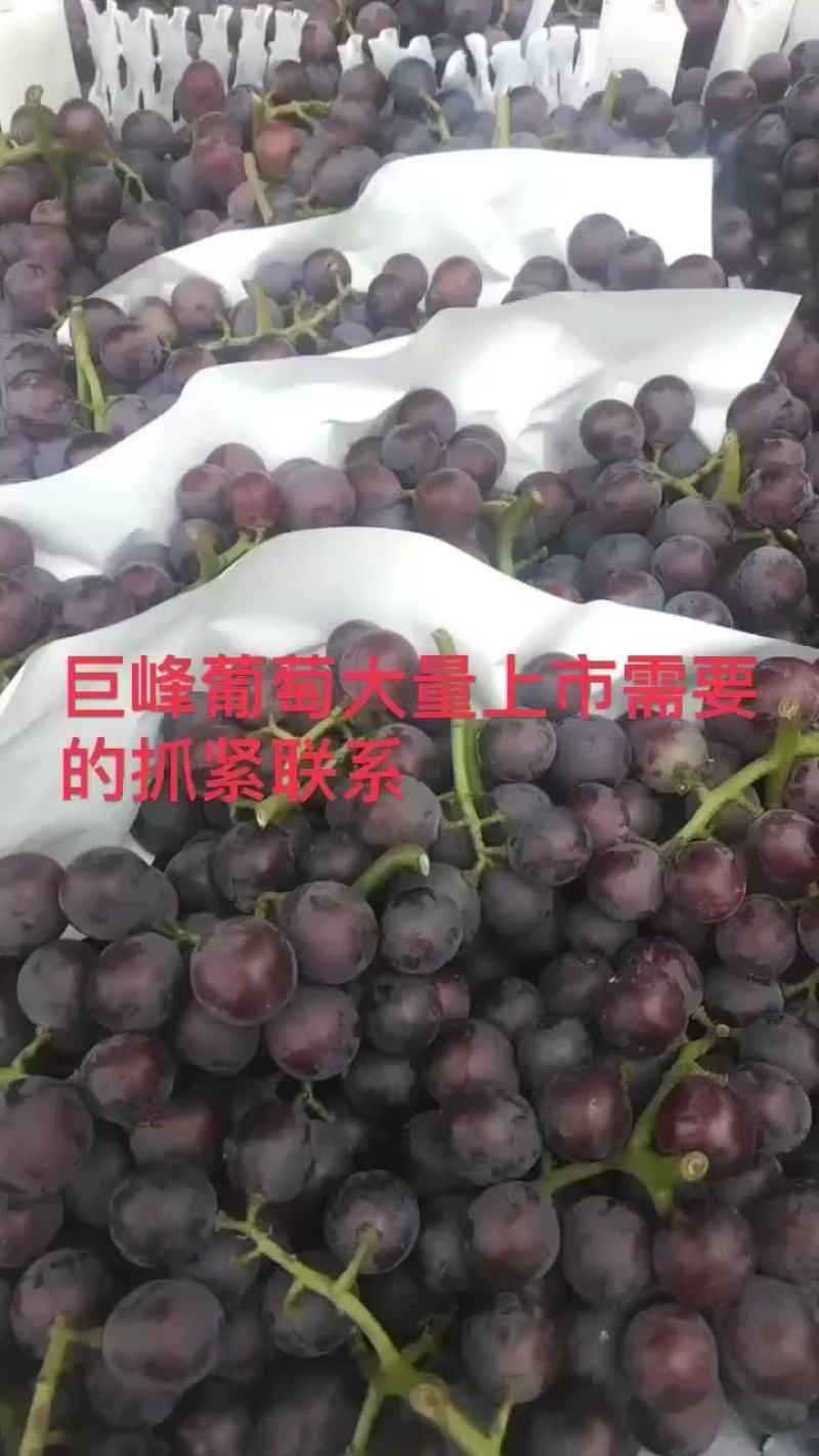 巨峰葡萄