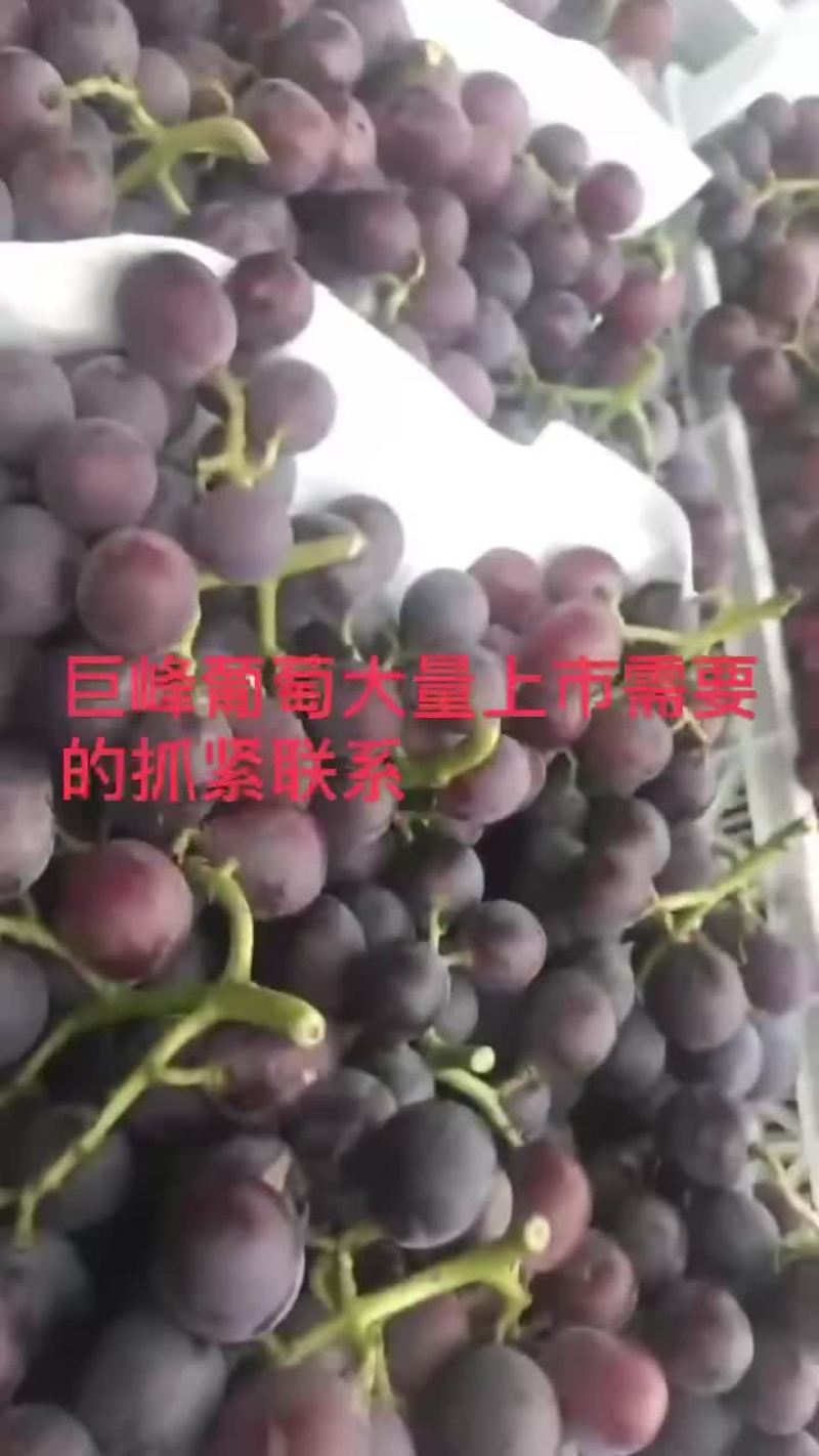 巨峰葡萄