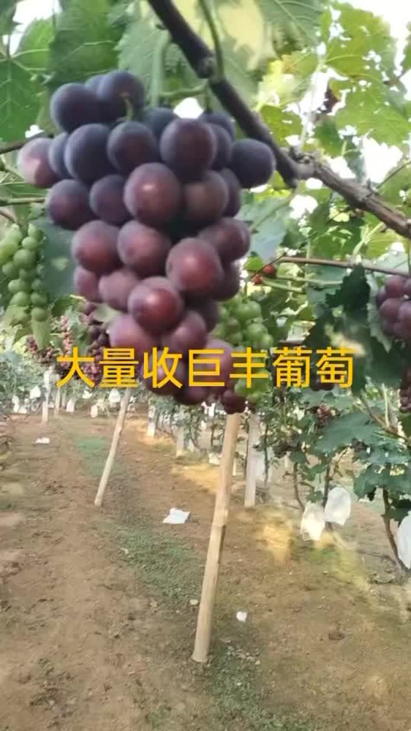 巨峰葡萄
