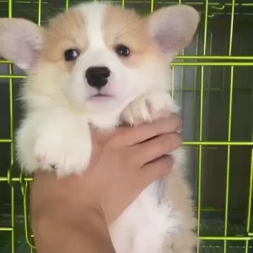 柯基幼犬