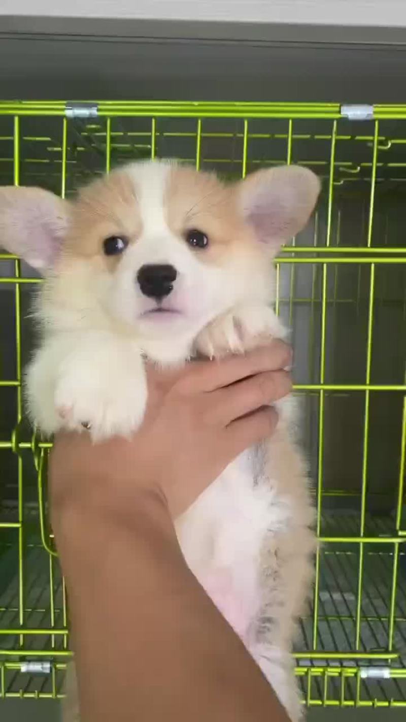 柯基幼犬