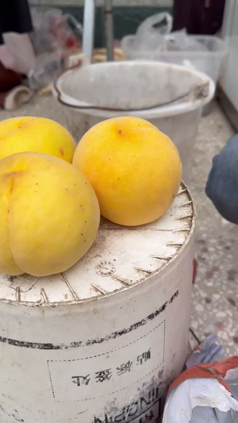 黄金蜜4号