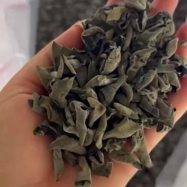 野生黑木耳足干货质量好零售批发价